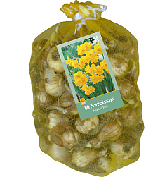 X   80 NARCISSUS BOTANISCH GEEL