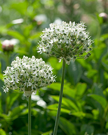 X 100 ALLIUM NIGRUM (MULTIBULBOSUM)