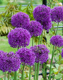 X 100 ALLIUM PURPLE SENSATION