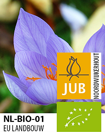 X 100 BIO CROCUS SP. SATIVUS