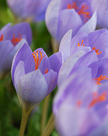 X 100 CROCUS SPECIOSUS SSP