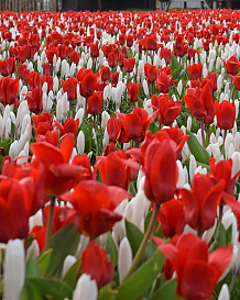 X 100 EARLY BIRDS (VICTORY ALKMAAR)