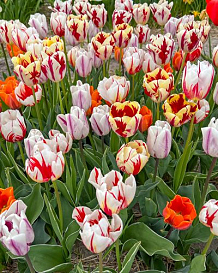 X 100 FLAMING BEAUTY MIX