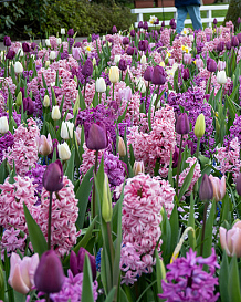 X 100 FRAGRANT SURPRISE