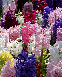 X 100 IRRESISTIBLE FRAGRANCE