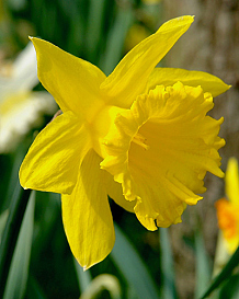 X 100 NARCISSUS GOLDEN HARVEST