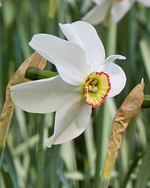 X 100 NARCISSUS RECURVUS (PHAESANTS EYE)