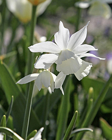 X 100 NARCISSUS TRIANDRUS THALIA