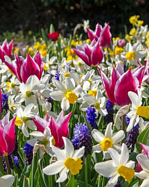 X 100 PALETTE OF SPRING