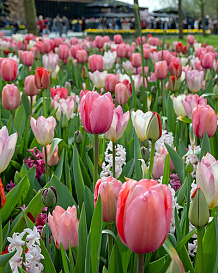 X 100 PINK DREAMS
