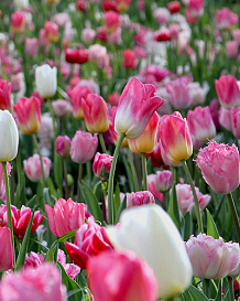 X 100 PINKS AND A TOUCH OF WHITE
