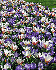 X 100 PROMISE OF SPRING