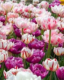 X 100 SPRING PEONIES