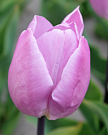 X 100 TULIPA CANDY PRINCE