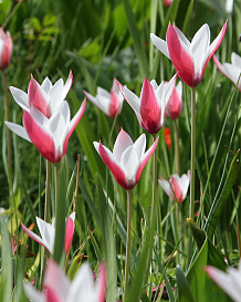 X 100 TULIPA CLUSIANA PEPPERMINTSTICK