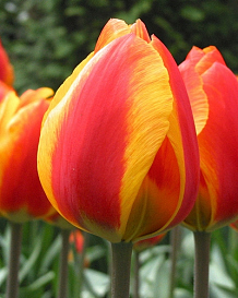 X 100 TULIPA FLAIR