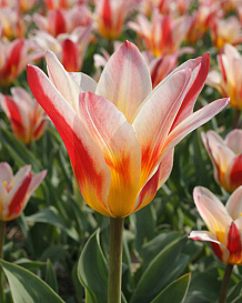 X 100 TULIPA FLORESTA