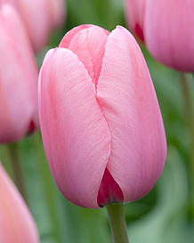 X 100 TULIPA PINK IMPRESSION