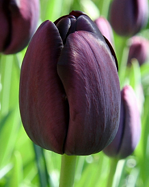 X 100 TULIPA QUEEN OF NIGHT