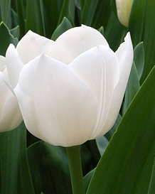 X 100 TULIPA ROYAL VIRGIN