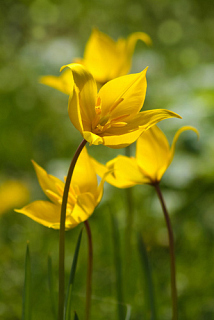 X 100 TULIPA SYLVESTRIS
