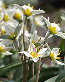 X 100 TULIPA TURKESTANICA
