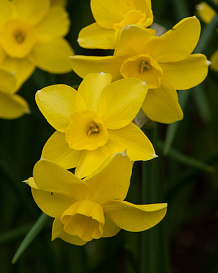 X 100 NARCISSUS SABROSA