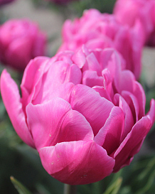X 100 TULIPA DOUBLE YOU