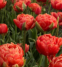 X 100 TULIPA ORANGE FLAVOUR