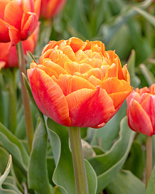 X 100 TULIPA ORANGE FLAVOUR