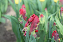 X 100 TULIPA SEADOV PARROT