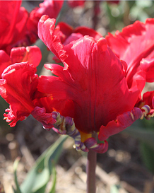 X 100 TULIPA SEADOV PARROT