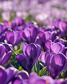 X 250 CROCUS FLOWER RECORD