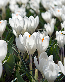 X 250 CROCUS JEANNE DARC