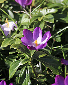 X 250 CROCUS SPECIE TOM. RUBY GIANT
