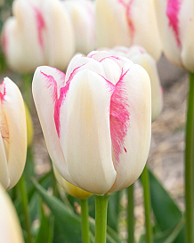 X 100 TULIPA GRACELAND