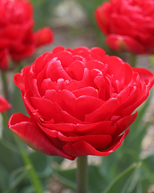 X 100 TULIPA PAMPLONA