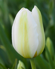 X 100 TULIPA CATHERINA