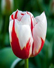 X 100 TULIPA HAPPY GENERATION