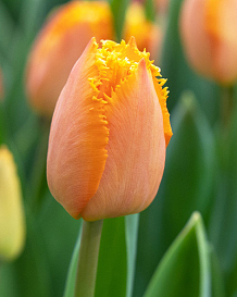 X 100 TULIPA OGENE