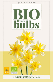 X   5 NARCISSUS NEW BABY - BIO
