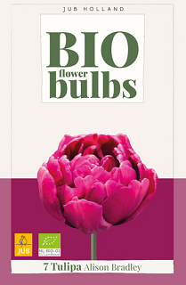 X   7 TULIPA ALISON BRADLEY - BIO