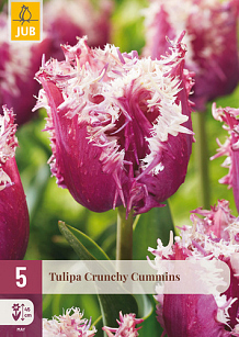 X   5 TULIPA CRUNCHY CUMMINS