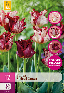 X 12 TULIPA STRIPED CROWN