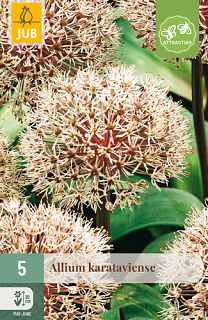 X   5 ALLIUM KARATAVIENSE