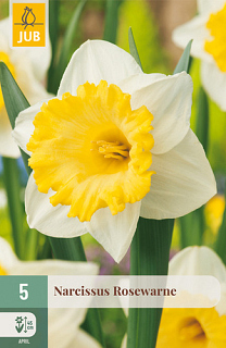 X   5 NARCISSUS ROSEWARNE
