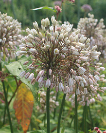 X 100 ALLIUM CONVALLARIOIDES PINK