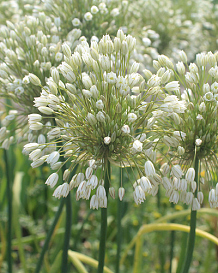 X 100 ALLIUM CONVALLARIOIDES WHITE