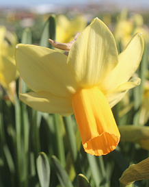 X 100 NARCISSUS FIDAN