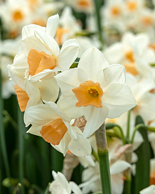 X 100 NARCISSUS KAPITI PEACH